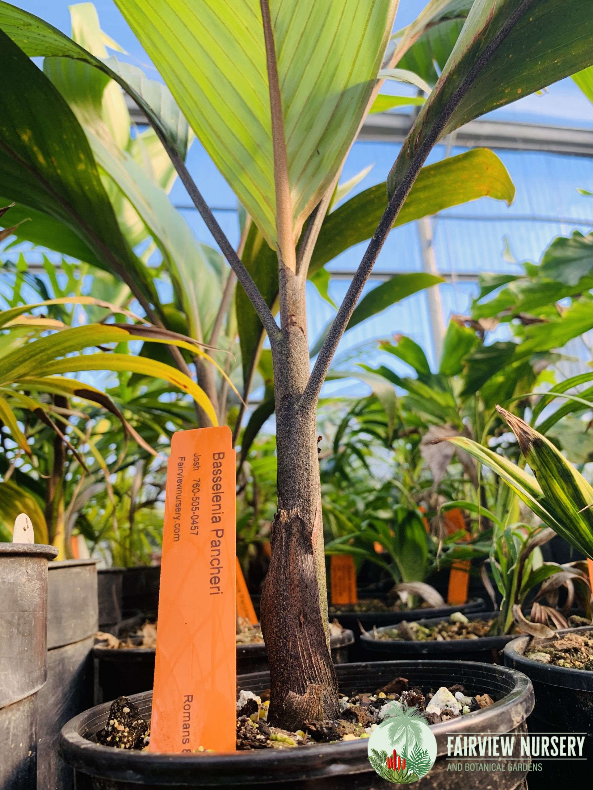 Palms Fairview Nursery