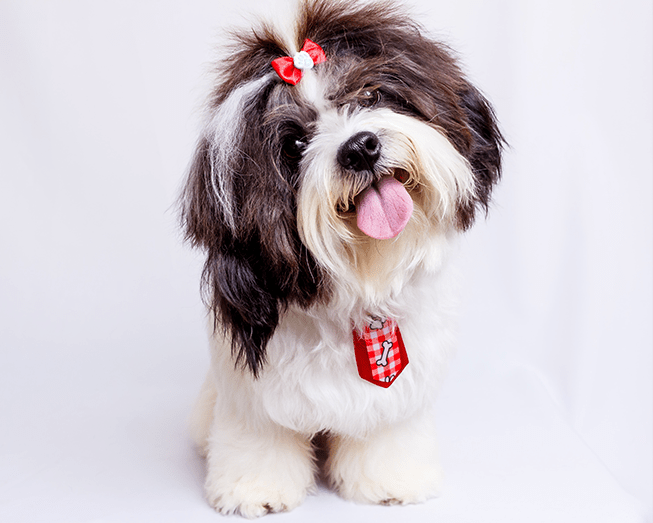 Best Veterinary Hospital In Maryville, TN Fairview Animal Hospital