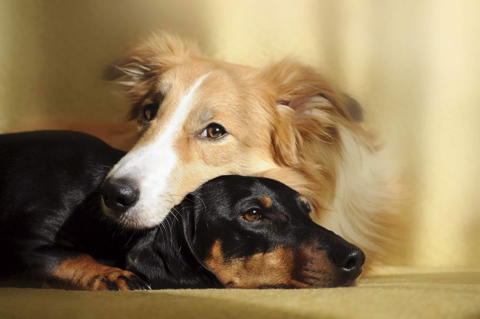 Meet the Team at Fairview Veterinary Clinic Veterinarian