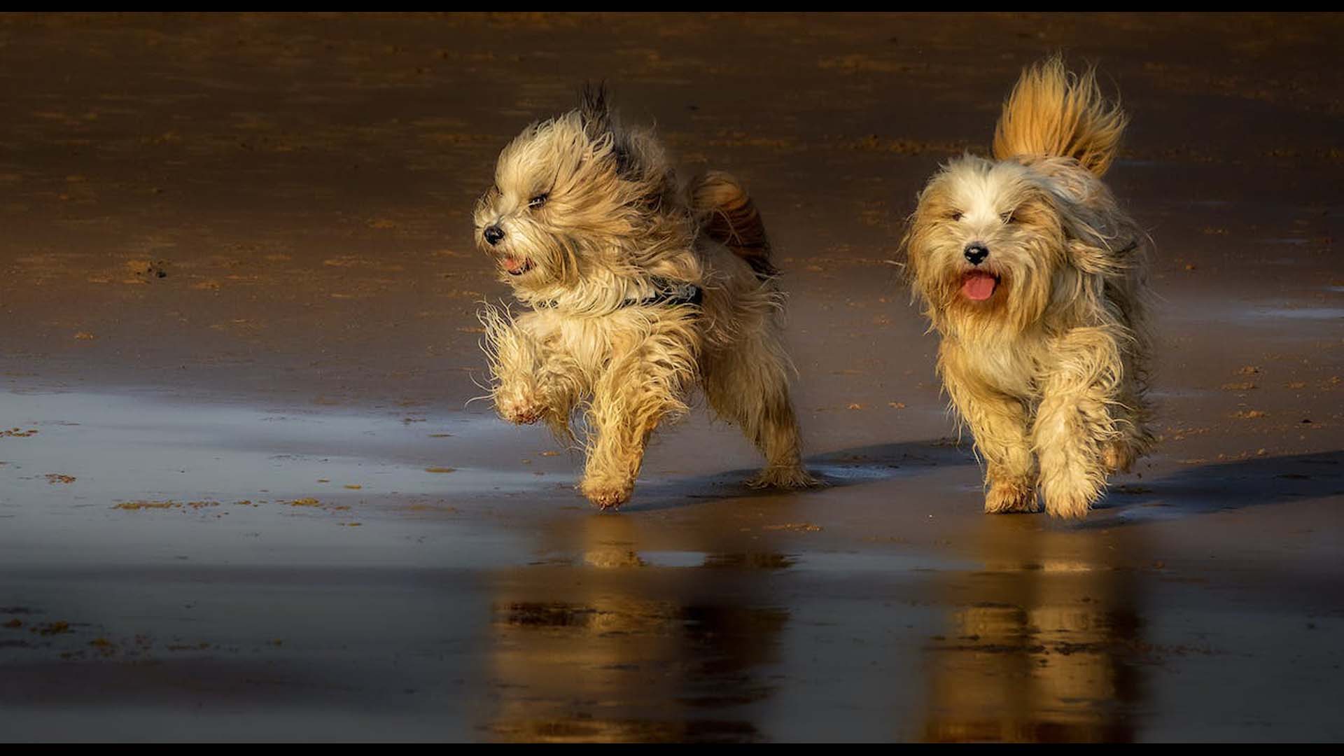 Pet Emergency In Galveston, TX 77550 Fair Winds Senior Pet Care