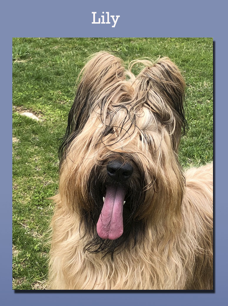 Briard Dog Breeders Ontario Cute of Animals