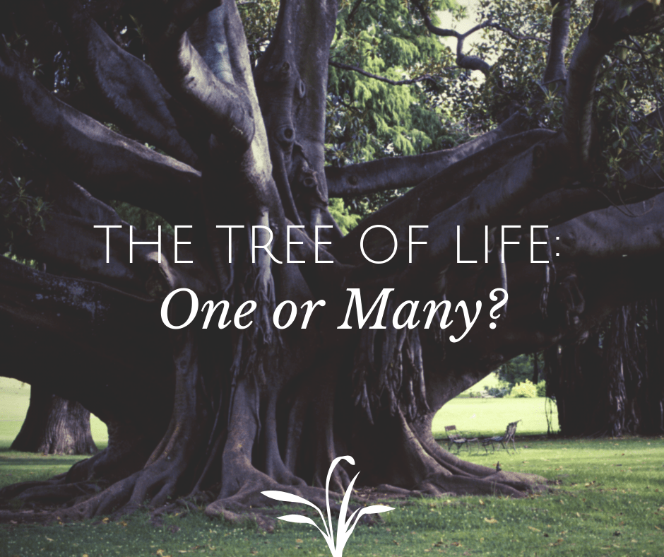 The Tree of Life One Tree or Many? (Revelation 222) Grace