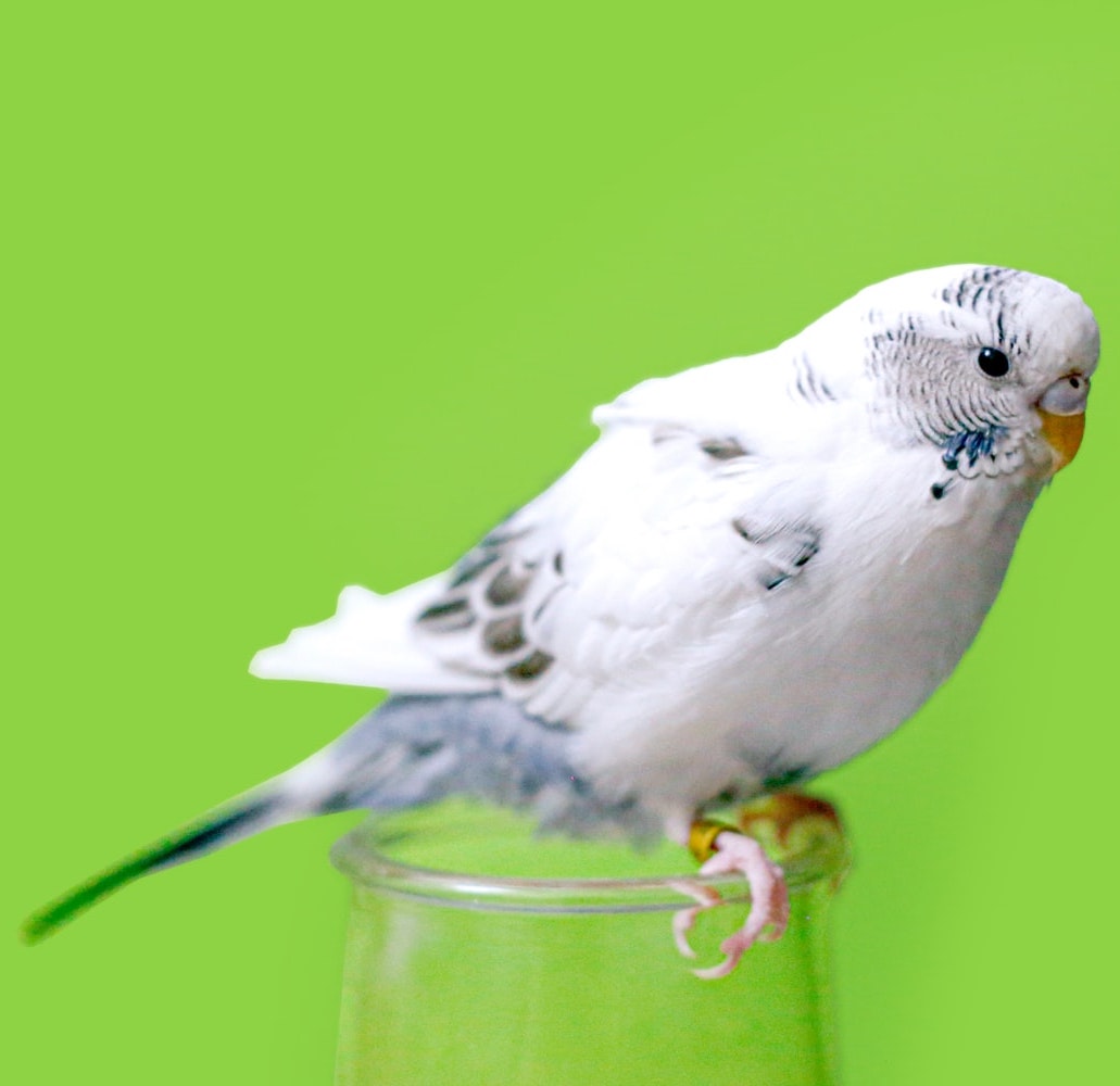 Services Faithful Companions Pet Care