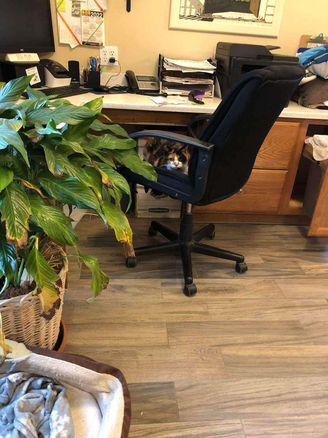 Cremation Services Faithful Friends Pet Crematory Private & Communal