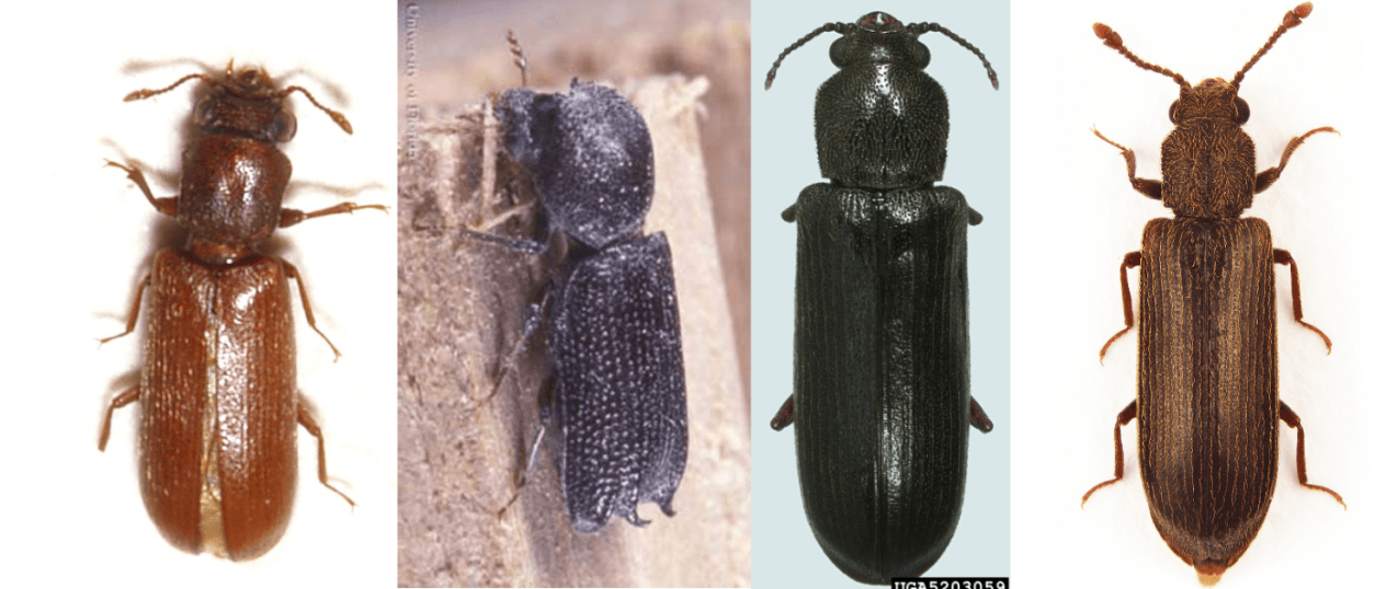Powderpost Beetles Faith Pest Control
