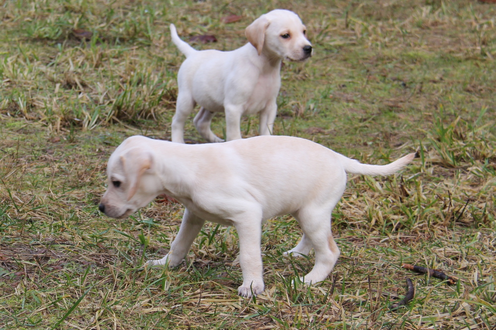 Yellow labpointer cross Falconhunter