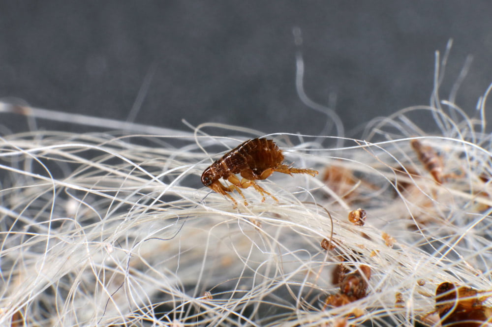 Flea Control Cardiff & South Wales Falconry Services