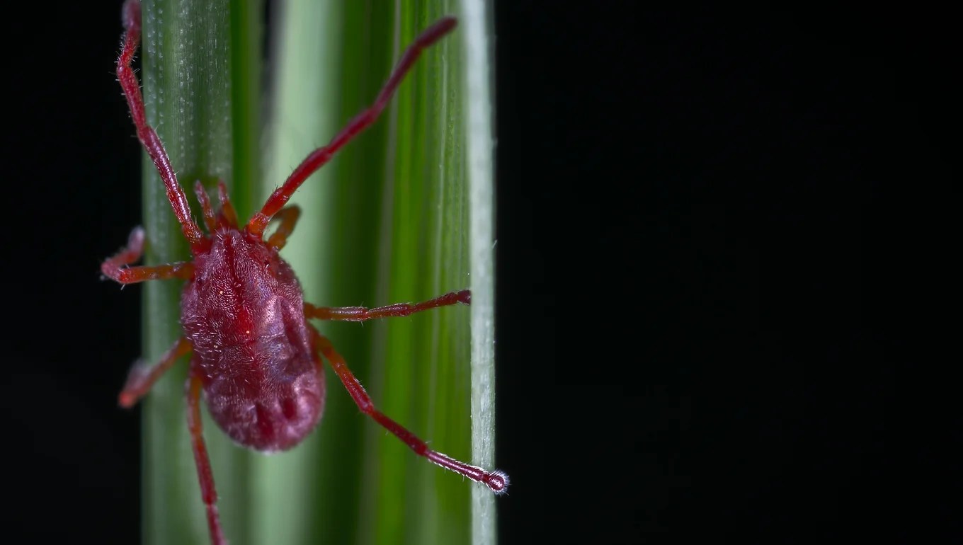 Chiggers Falkin Pest Control