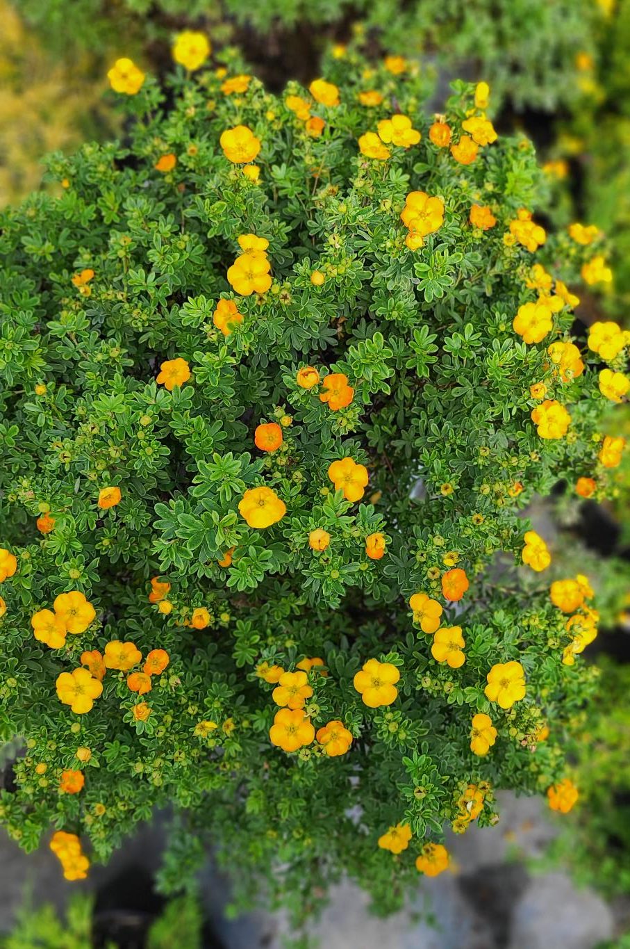 Potentilla, Mango Tango Falk Nurseries