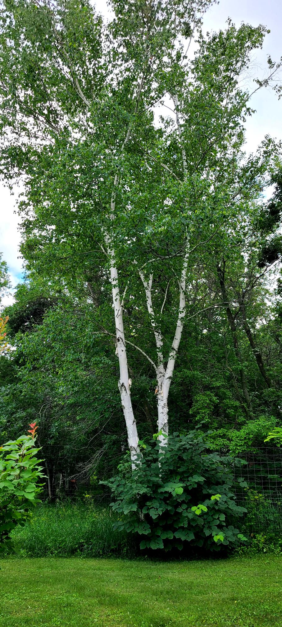 Birch, Paper Clump Falk Nurseries