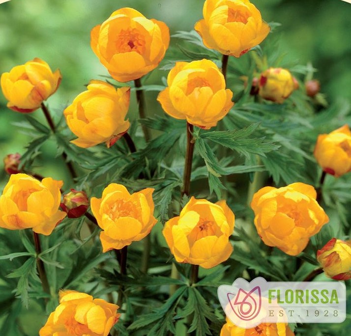 Trollius europaeus 'Superbus' (Globe Flower) Falk Nurseries