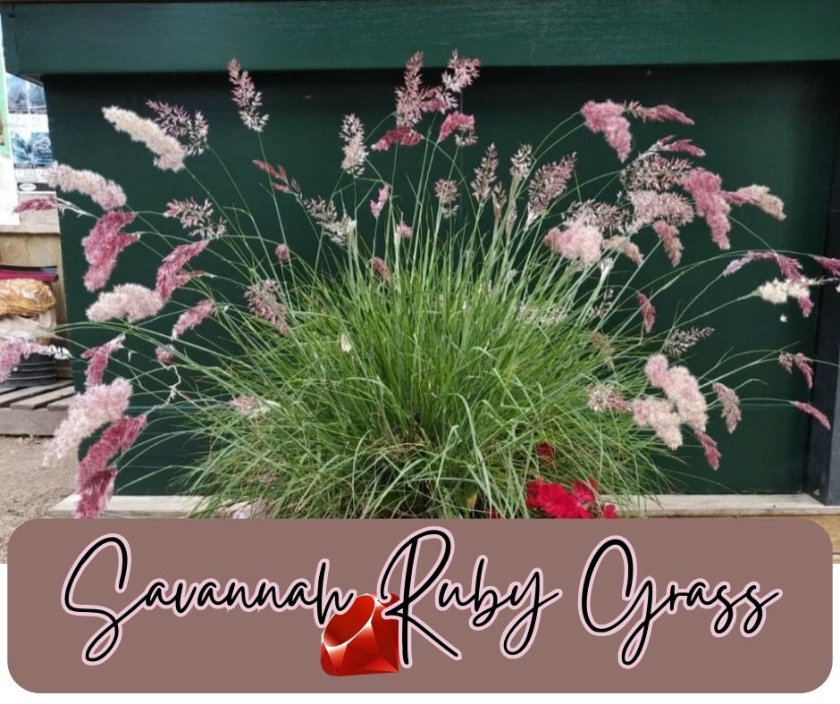 Savannah Rubies Falk Nurseries