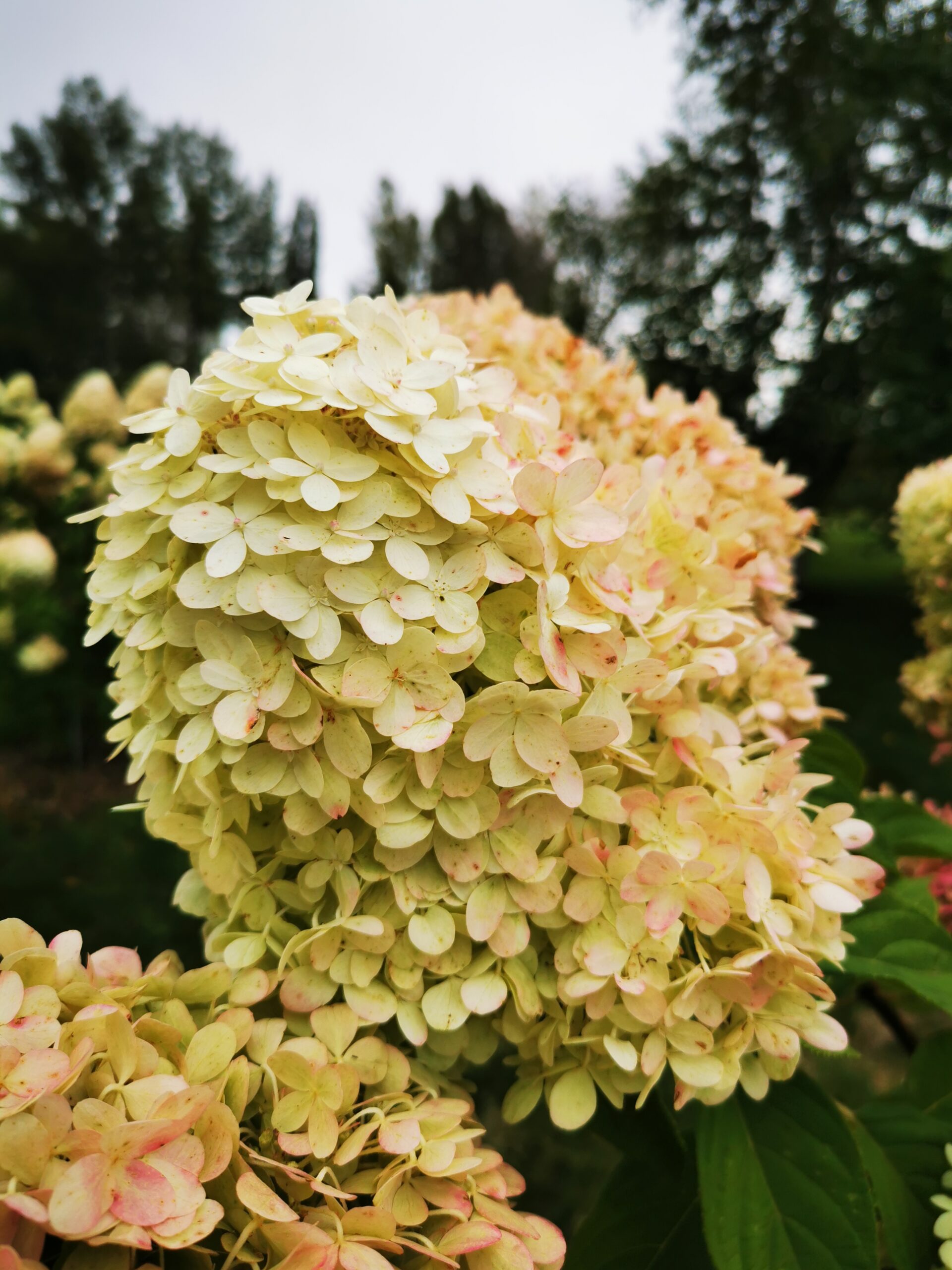 Hydrangea, Phantom Falk Nurseries