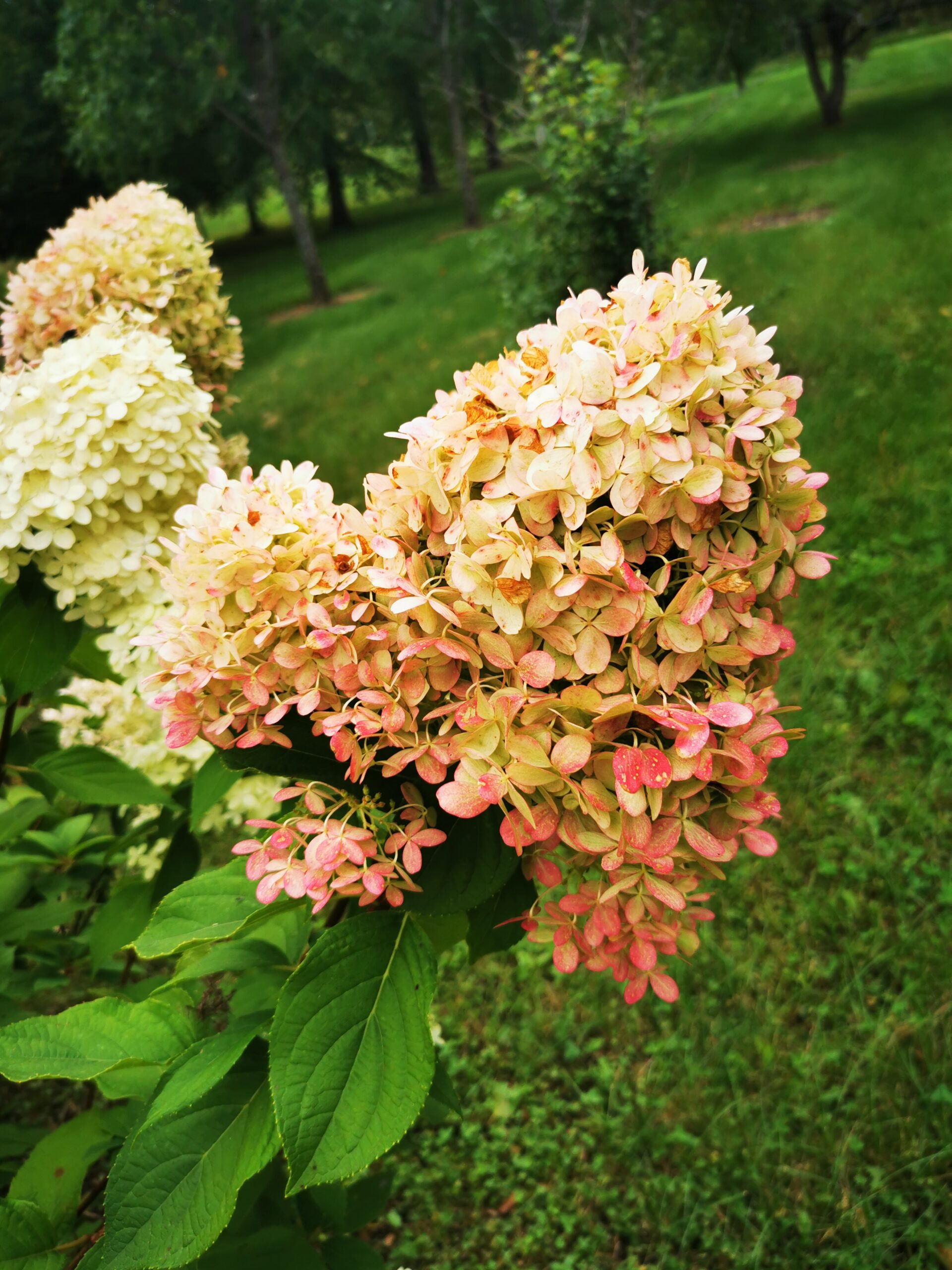 Hydrangea, Phantom Falk Nurseries
