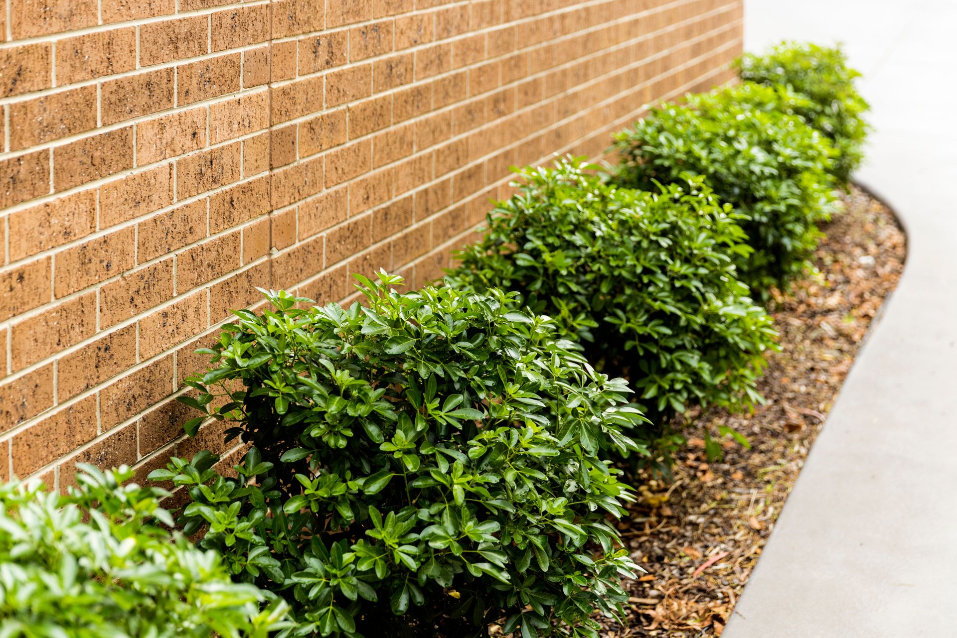 Low Maintenance Garden Ideas For Your Home Or Investment