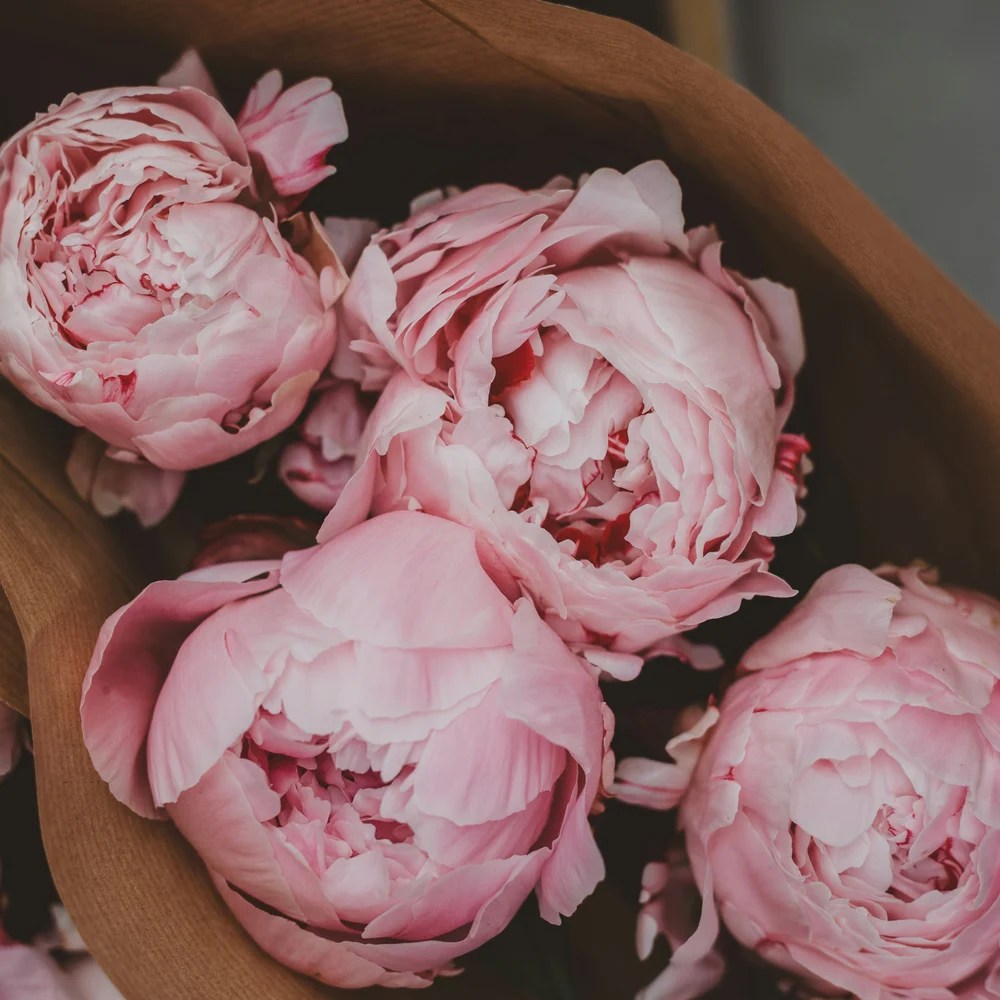 Indiana’s State Flower The Peony
