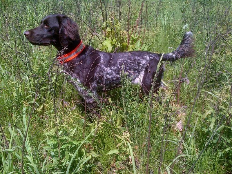 Versatile Hunting Dogs Fall Brook Run