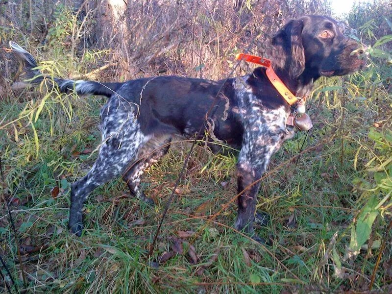 Versatile Hunting Dogs Fall Brook Run