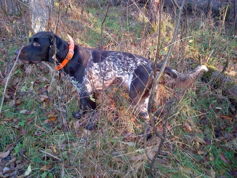 Versatile Hunting Dogs Fall Brook Run