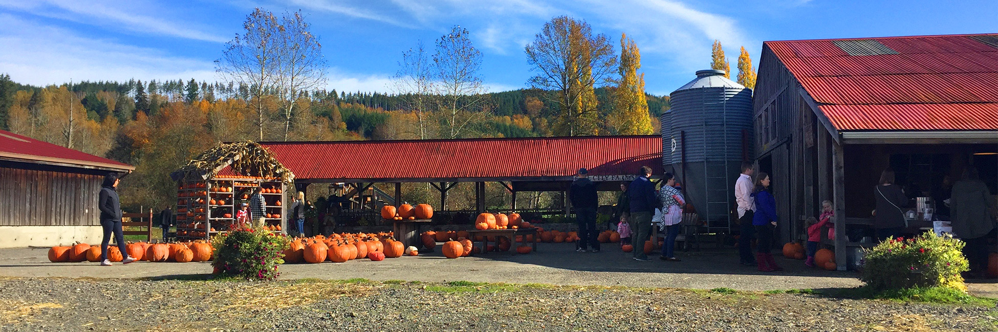 Lopez Ranch Pumpkin Patch & Christmas Trees Pumpkin Patch