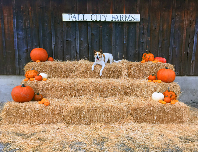 Pumpkin Patch at Fall City Farms