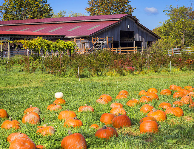 Pumpkin Patch at Fall City Farms