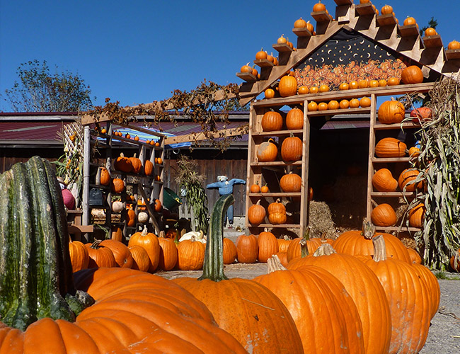 Pumpkin Patch at Fall City Farms
