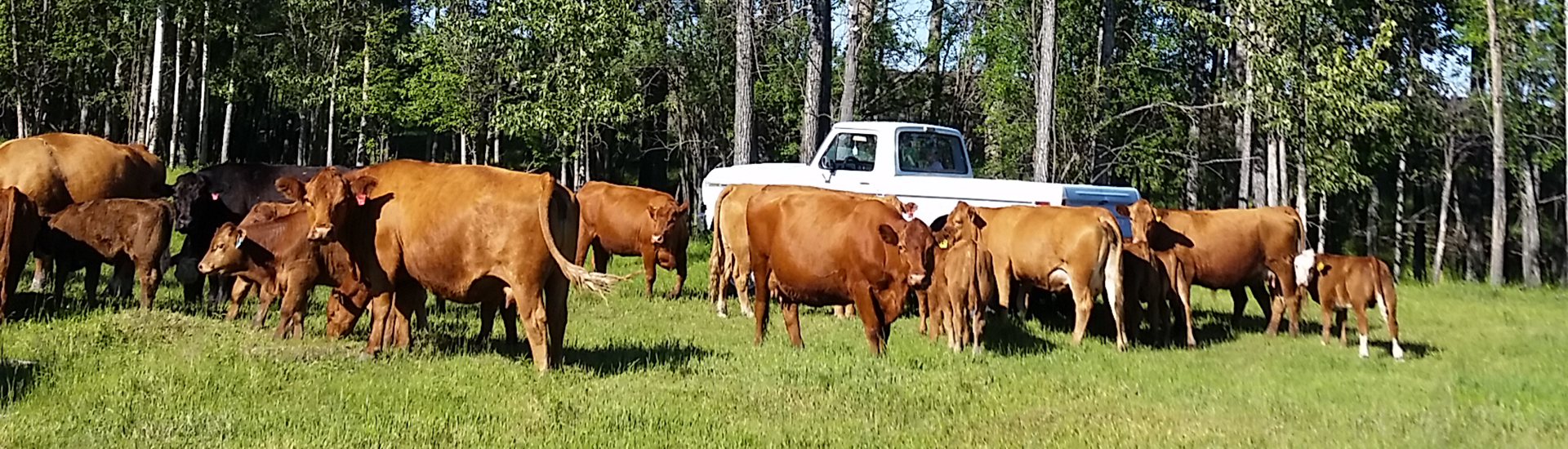 Fallen Timber Farms Building the Best