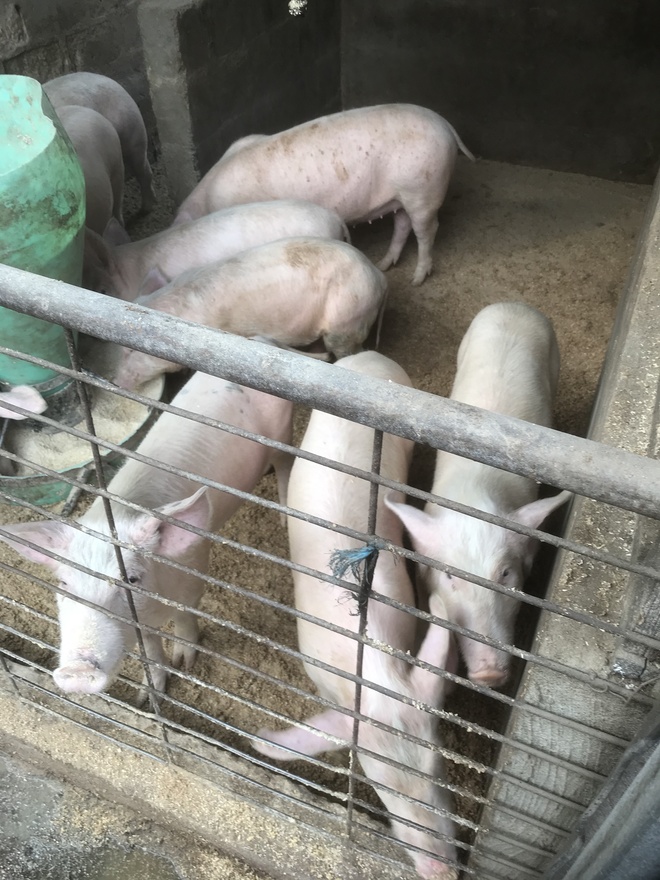 Pigs for Sale Farm Tender