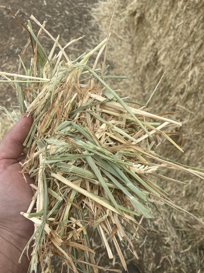 Barley Hay Small Squares Farm Tender