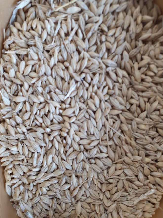 10mt Barley Seed Farm Tender