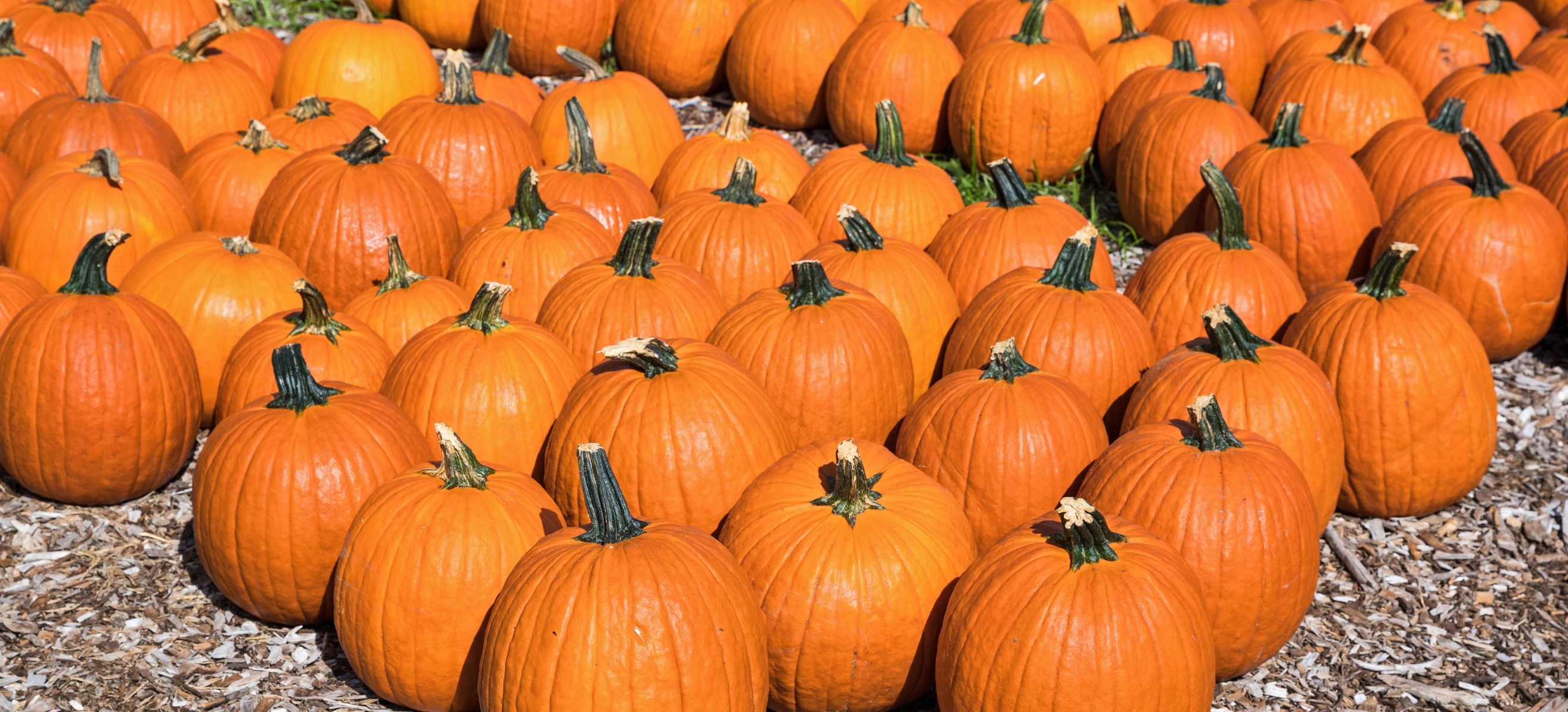 Pumpkin Shortage Could Haunt American Customers This Halloween Falstaff
