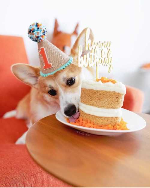 Does Petsmart Have Dog Birthday Cakes