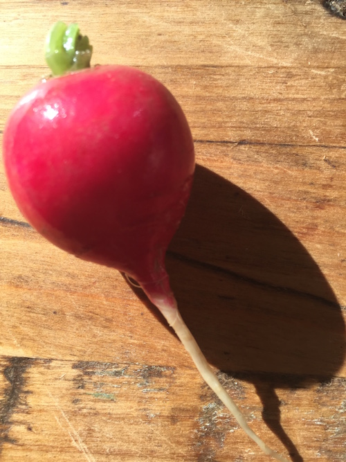 Roasted Radishes with Brown Butter Family Eats