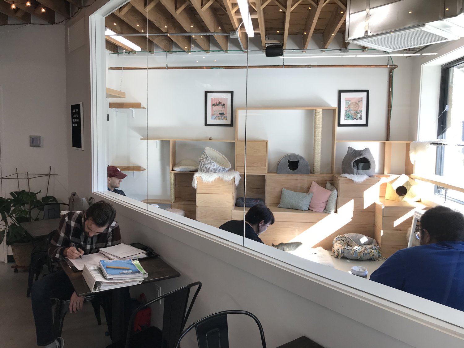 Cat Cafe Family Fun in Omaha