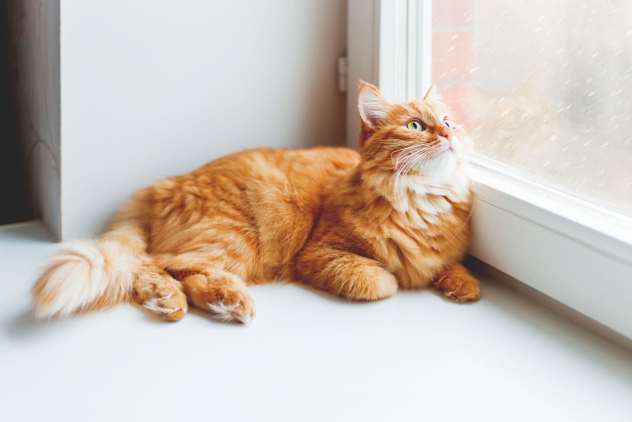 Why Do Cats Scratch Windows? • Family Pet Expert