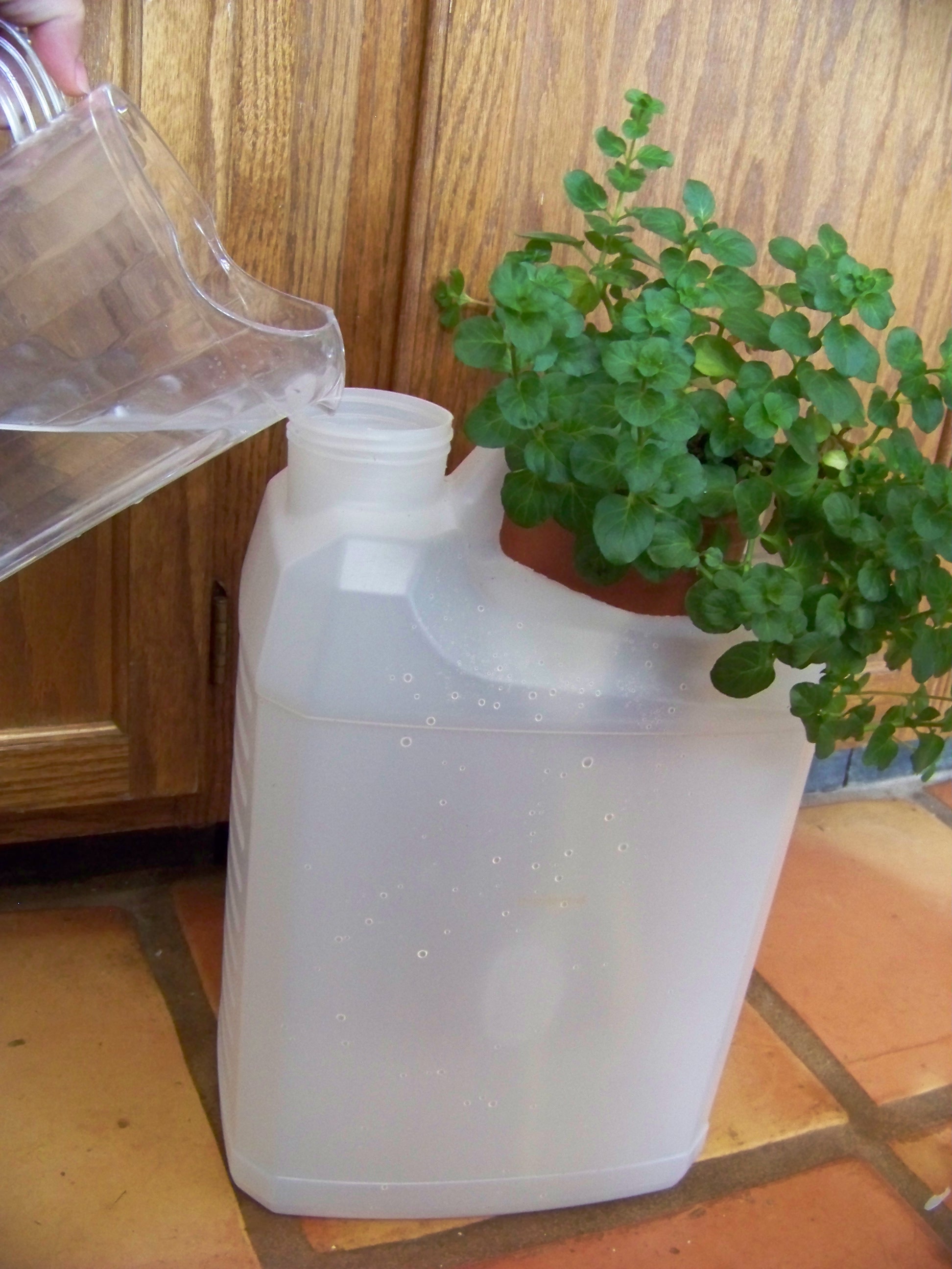 TinkerT Wick Plant Growing Step by Step How To