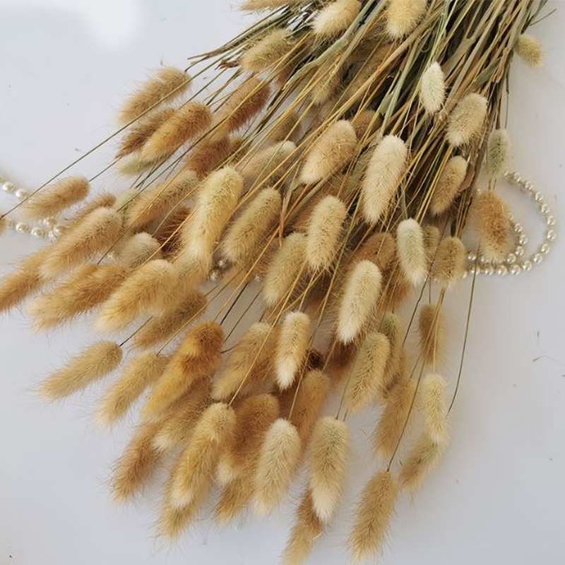 Large Bunch of Dried Bunny Tails Natural Famous Mountain