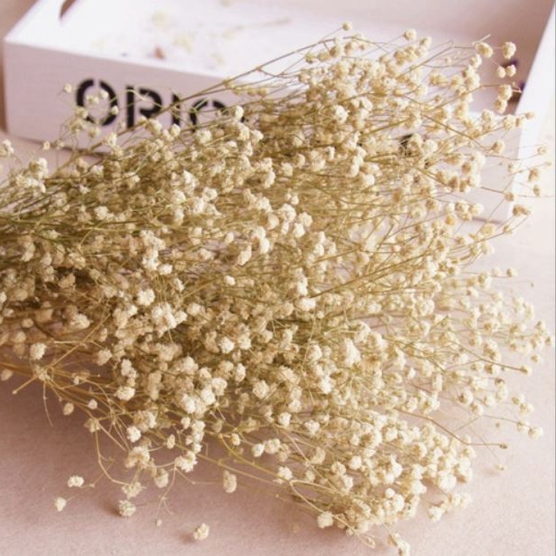 Bundle of Dried Gypsophila Famous Mountain
