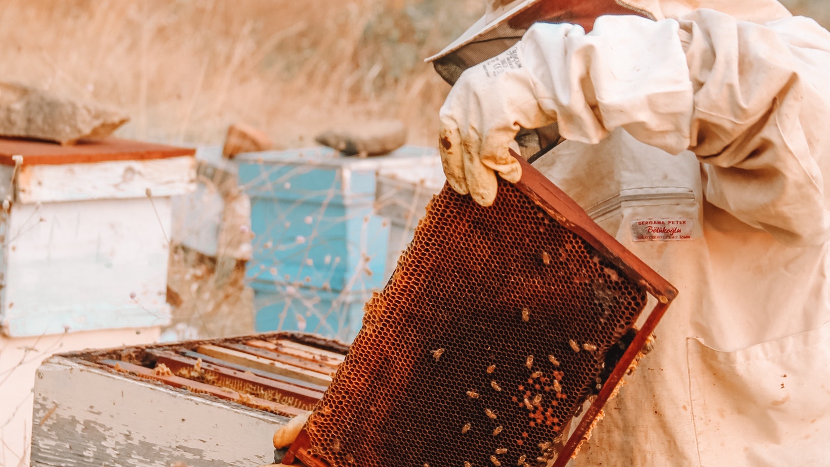 Honey Bees for Sale Lappe's Nucs Queens Package Bees Buy Honey Bees Famous Parenting