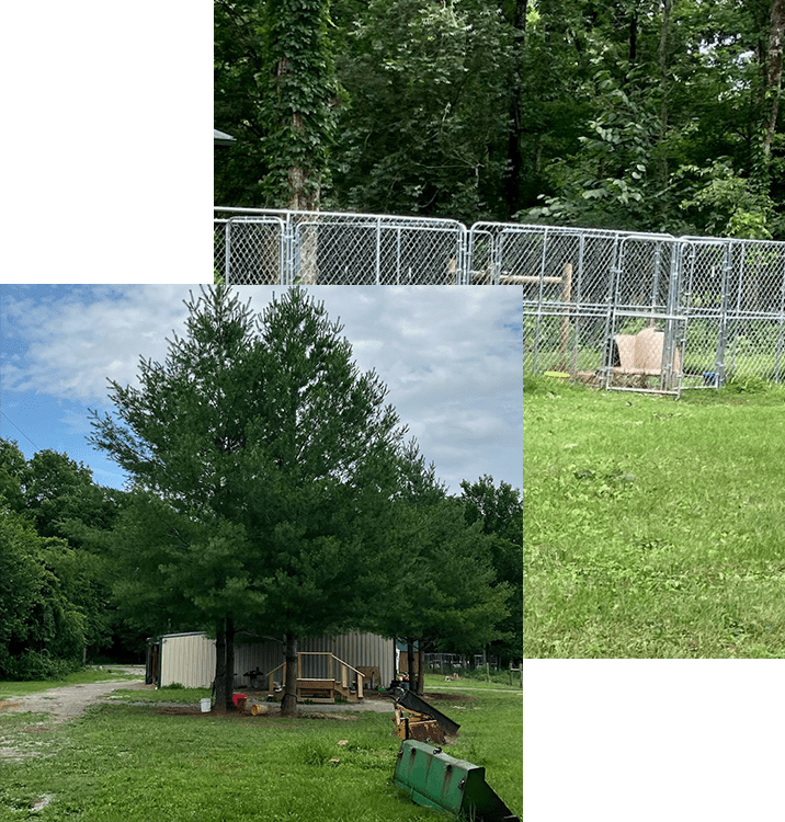 About Fancy Forest Farm