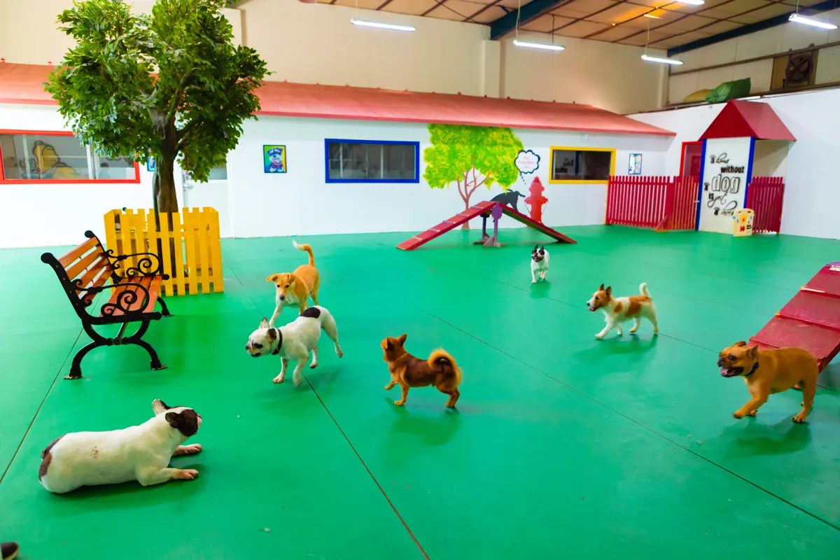 Best Pet Daycare Service Fancy Furry Pet Care, UAE