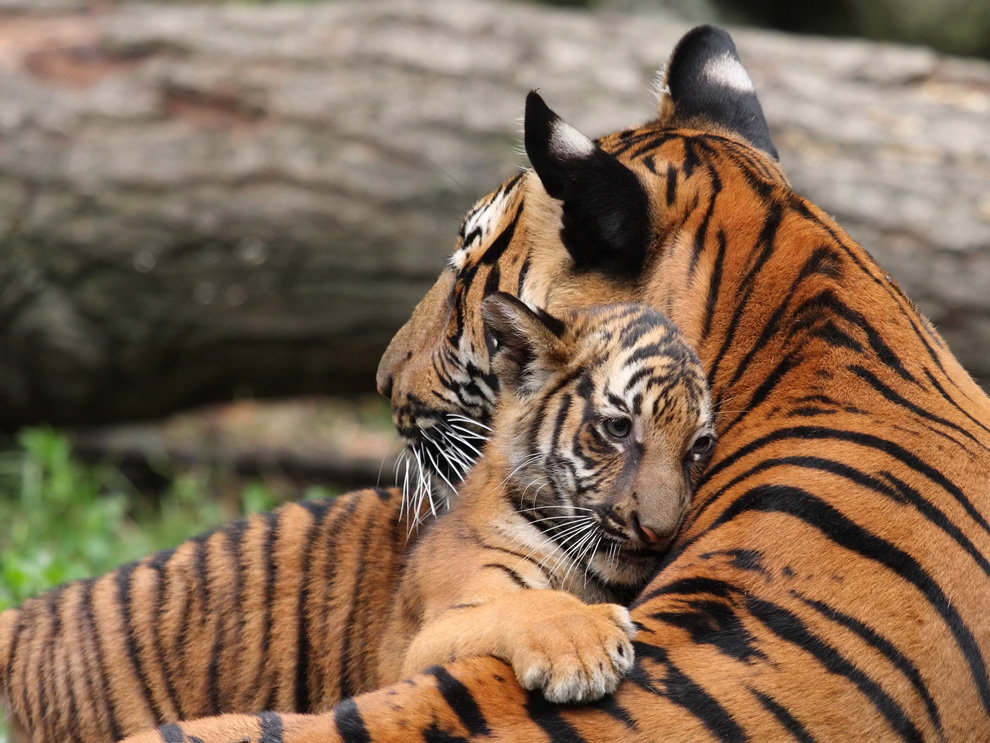 10 Photos of Animal Moms and Babies that Shows Pure Love Fancy Life