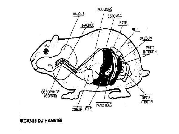 morphologie chien chat cheval