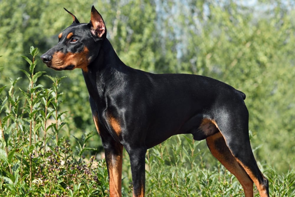 Pinscher caractère, education, santé, prix