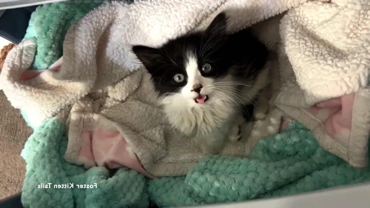 Kitten Found Crawling Across,, Busy Road Gets to Run and Jump Again