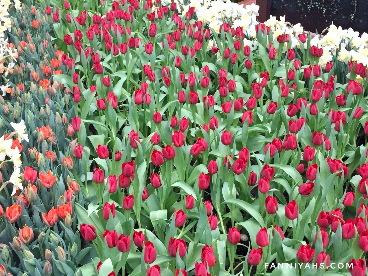 Menikmati Festival Tulip Mania 2018 di Gardens by The Bay Fanniyahs
