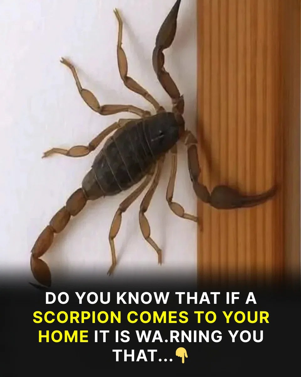 Scorpions inside the home hidden signs behind an unexpected visit
