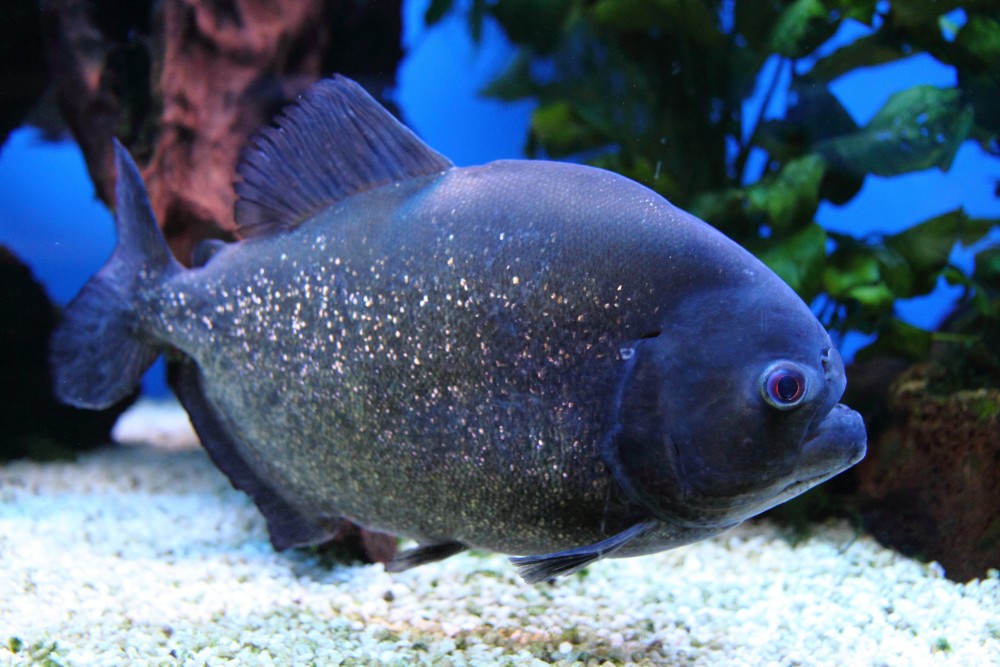 Piranha Keeping for Beginners The Basics Maryland Aquarium Design