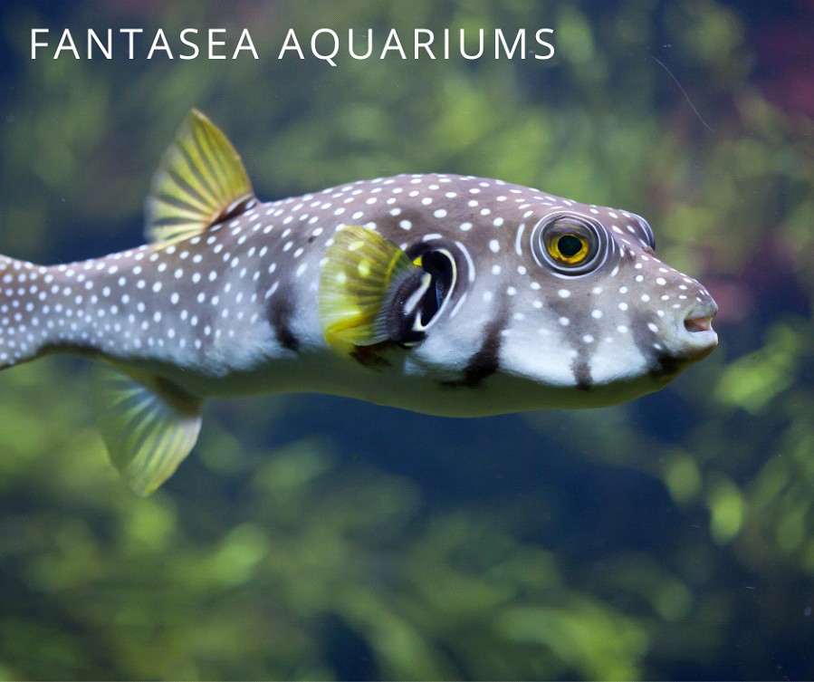 Pufferfish as a Pet 5 Marine Puffers We Love FantaSEA Aquariums